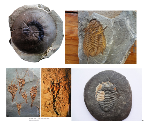 以上图为古生物化石带来的设计灵感
